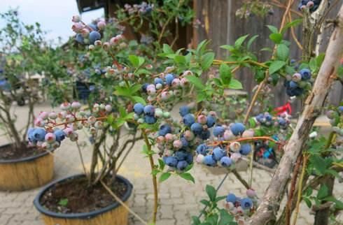  无花果|此几种水果别买了，在花盆就能种，几个月就挂满果，一摘一箩筐