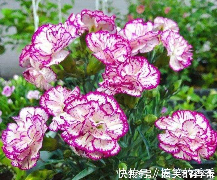 美女|4种花很耐养,沾土就能活,四季开花,花色多,一盆能养一辈子!