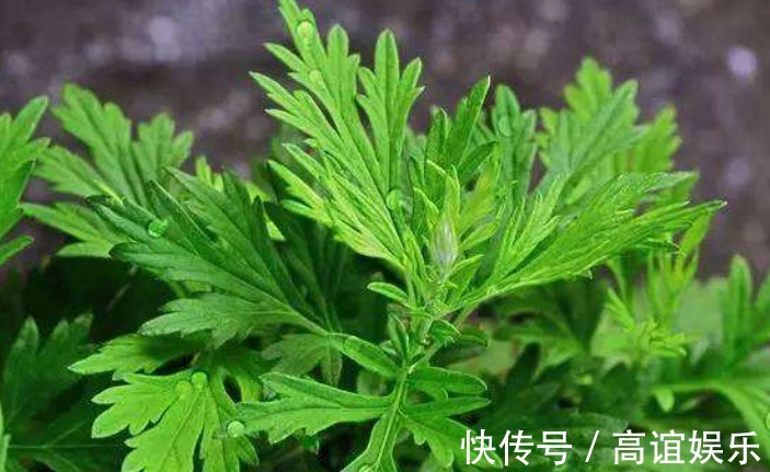 荠荠菜|女性多吃这“4种野菜”，活血化瘀、美容暖宫，爱吃一种也赚了