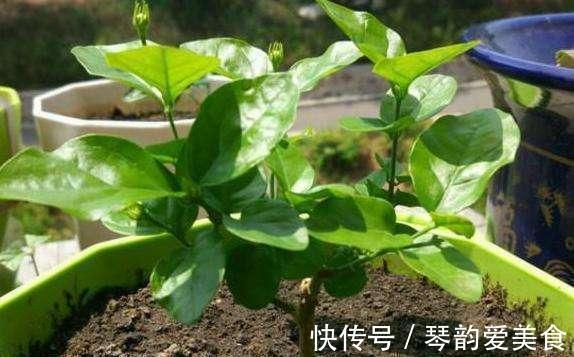 立秋后,建议扦插6种花,温度适宜“利于”生根,成活率高