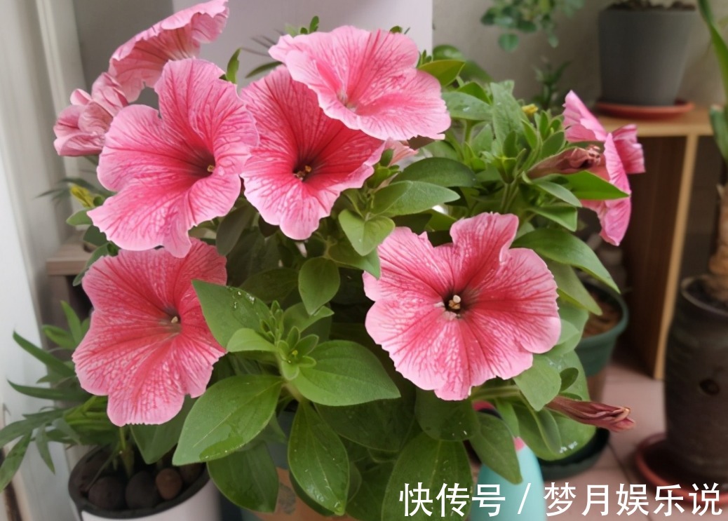 将蛋壳直接倒扣在土壤里养花，光招虫没肥效，做错了吗？