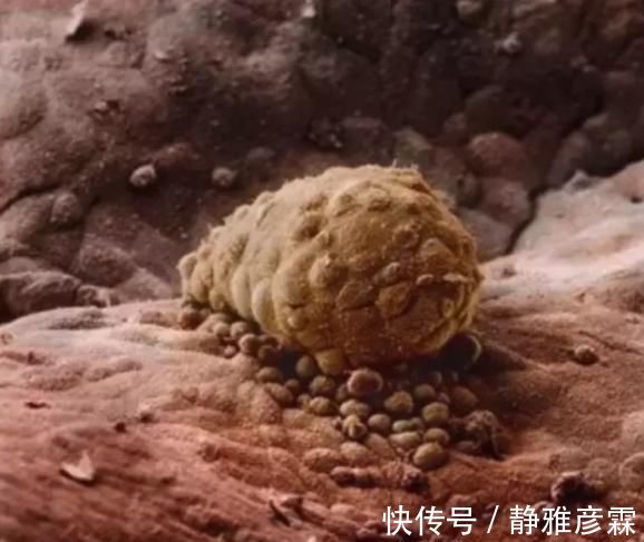 精子|胎儿是如何形成的10张图带你直观了解,看看生命有多神奇