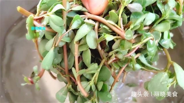 马齿苋正鲜嫩，既是美食又是良药，教你新吃法，上桌全家都抢着吃