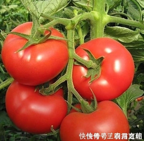 西红柿有没有打“激素”?看三个地方,就不会再买错了