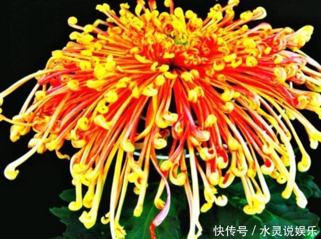 喜欢菊花,不如养盆“菊中珍品”,花开妖娆,花中精灵