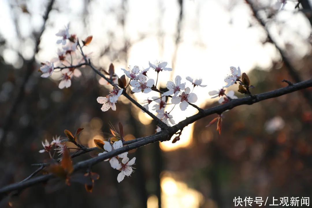 金海“梅”景，亦是美景