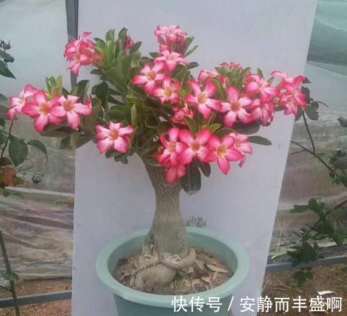 沙漠玫瑰|超好养活的花，美丽不输牡丹，花期300天，抗高温抗干旱！