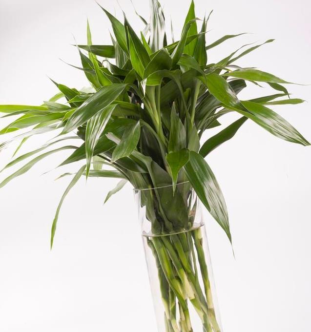 春节必买的5种花,每1种都很好看很喜庆,欢欢喜喜过大年