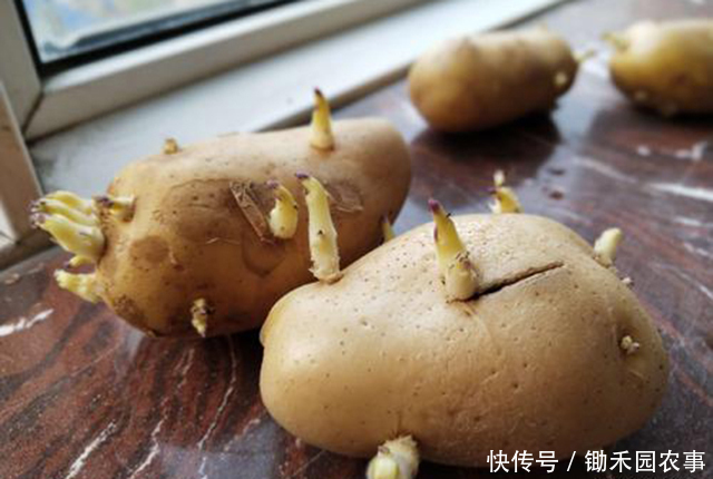 食物中毒|食物中毒离我们并不遥远,除了酸汤子,这7种食品也能变“杀手”