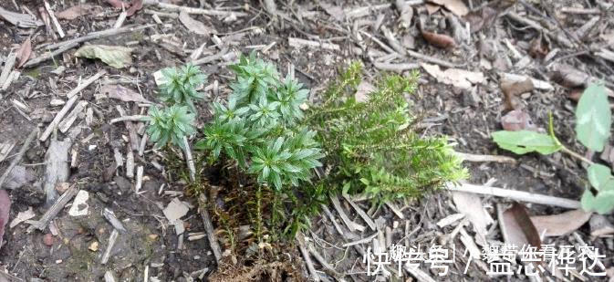 千层|农村山上1种“蛇足石杉”,跌打驳骨药,见到别不认识,市价300元