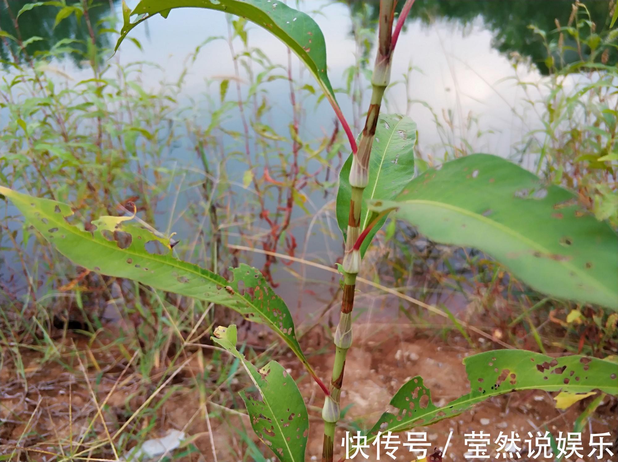 乡亲|一种形似竹子的野草，价值珍贵，人称“痛骨消”，如今10元一斤
