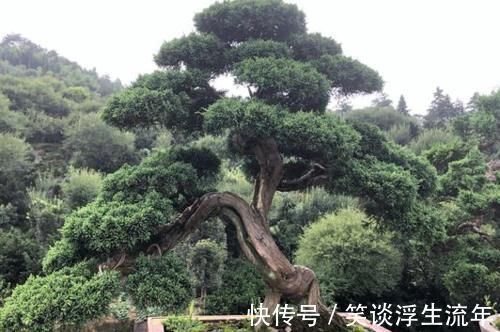 花儿|家中无法养这三类绿植,白送都不要,危害很大不建议养