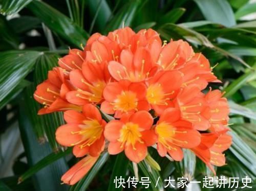 4种花适合新手养,不用费心,家里养两盆,旺财又旺宅