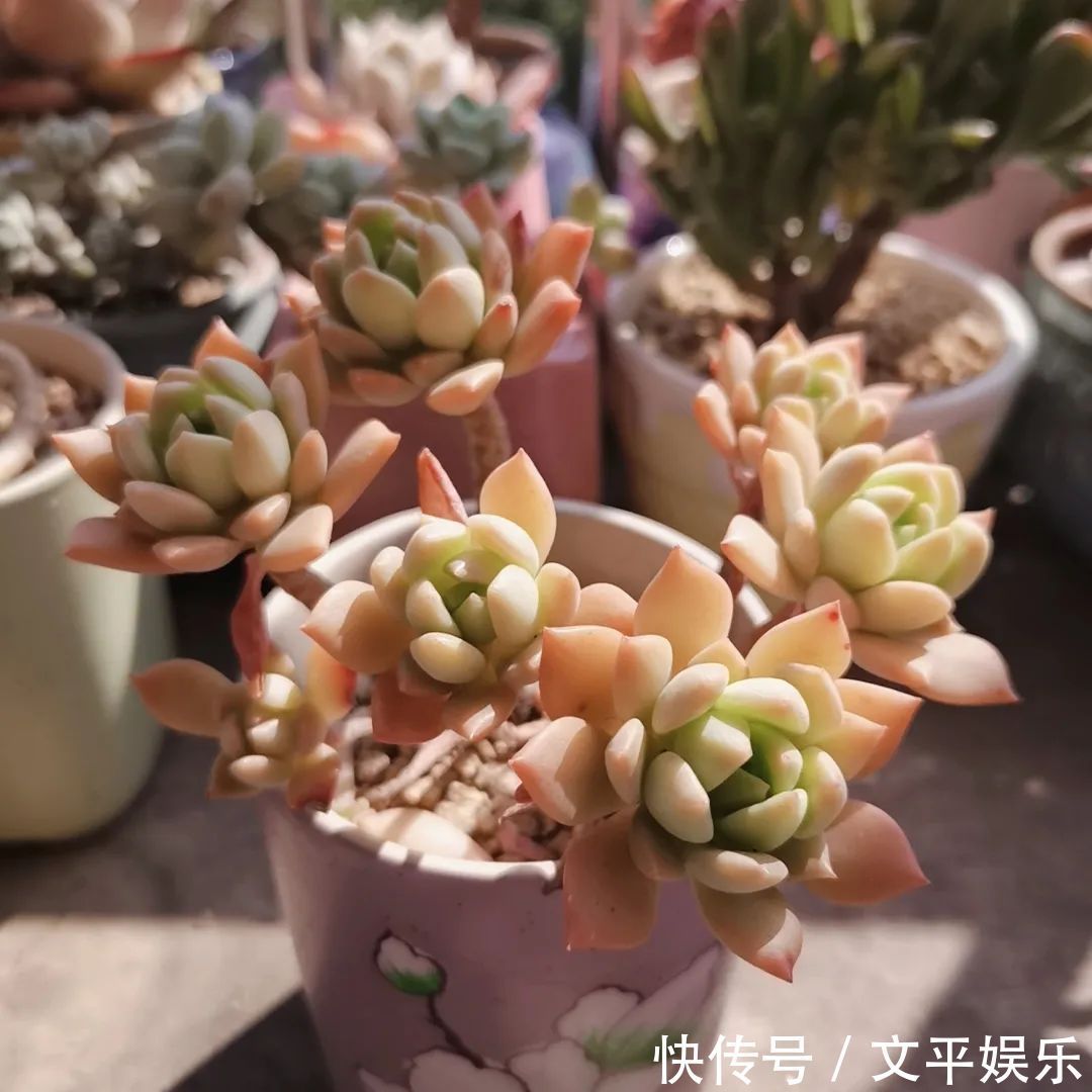 一组逆袭成功的多肉给它时间，它就会给你好看！