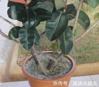 这三种绿植最适合放在客厅,既美观又健康,轻松蹭蹭长不停