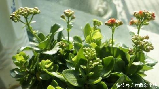 多花多|想让长寿花叶子绿、花朵大又多花多吗?教你4个小窍门