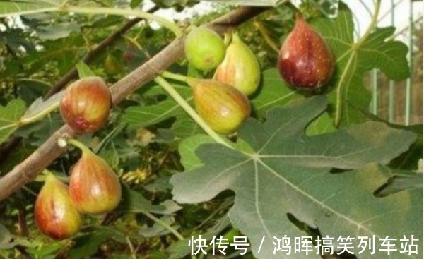 施肥|无花果通便润肠、美容抗老,农民重点掌握三点,收获高产无花果