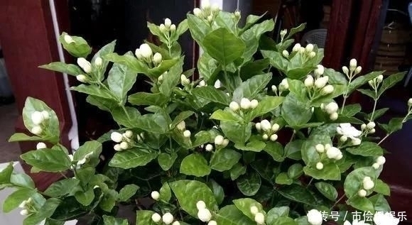 黄叶|这四种酸水浇花,1个月浇一次,叶子浓绿、开花稠密