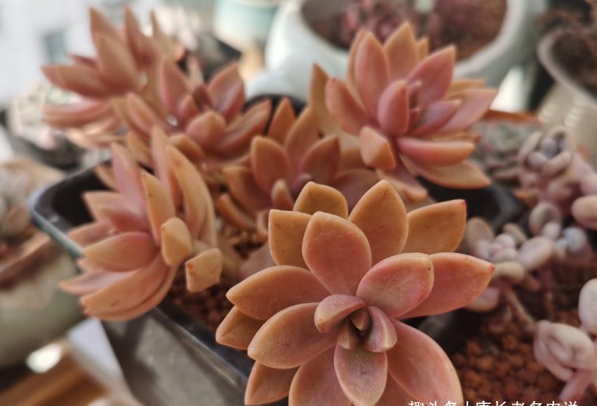 法师|这些多肉会因为状态不同而有多个名称,大家入手的时候要注意