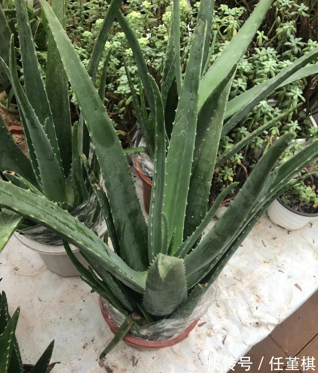 这5款花,不怕不浇水,就怕浇水多,特别适合懒人