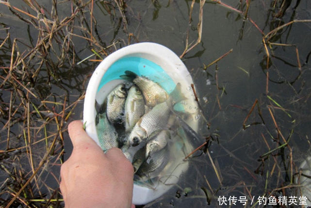 饵料|怎样在天寒地冻的冬季钓到鱼?分享一种我自配的冬季钓鲫饵