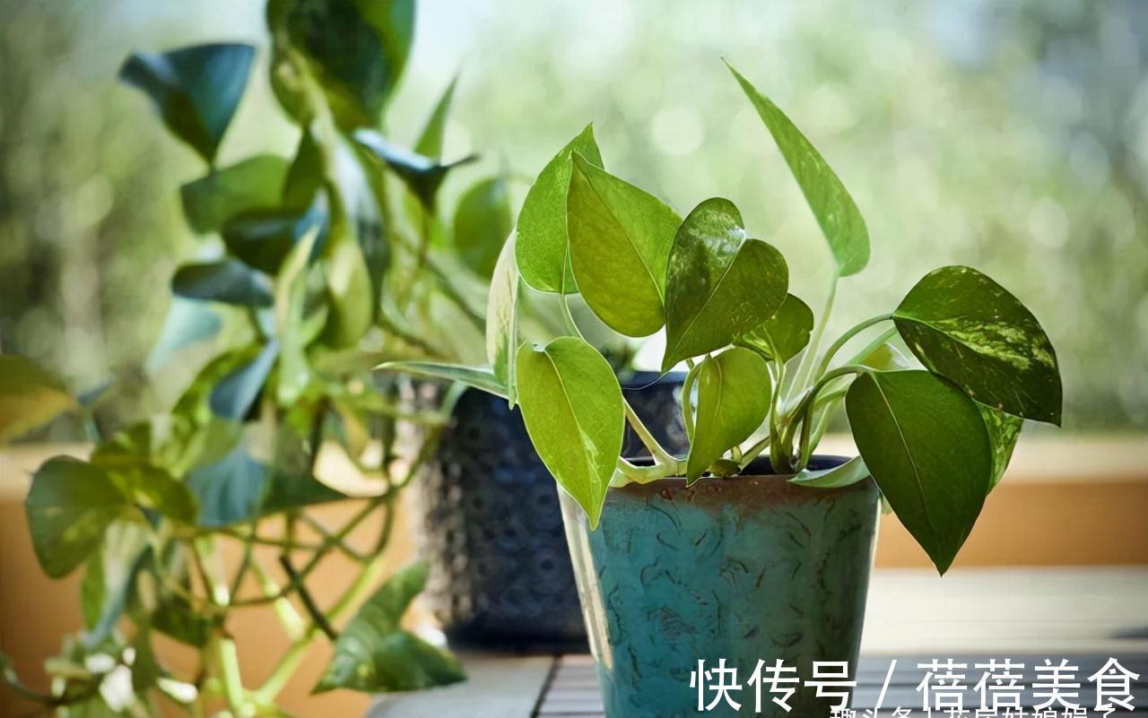 家居空间小没地方养花?16种适合吊养的花,小空间养花的必备良品