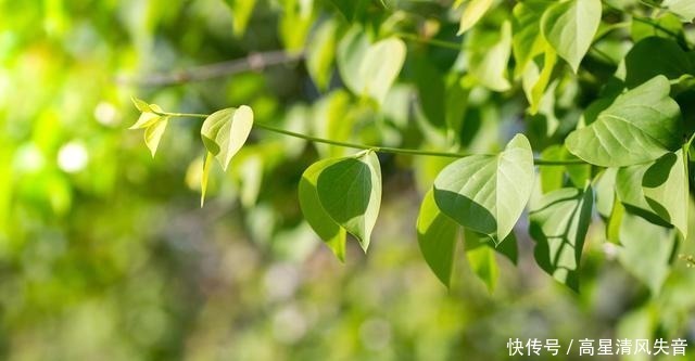 青黄|九首田园诗词槿花篱落竹丝长，垂垂山果挂青黄！