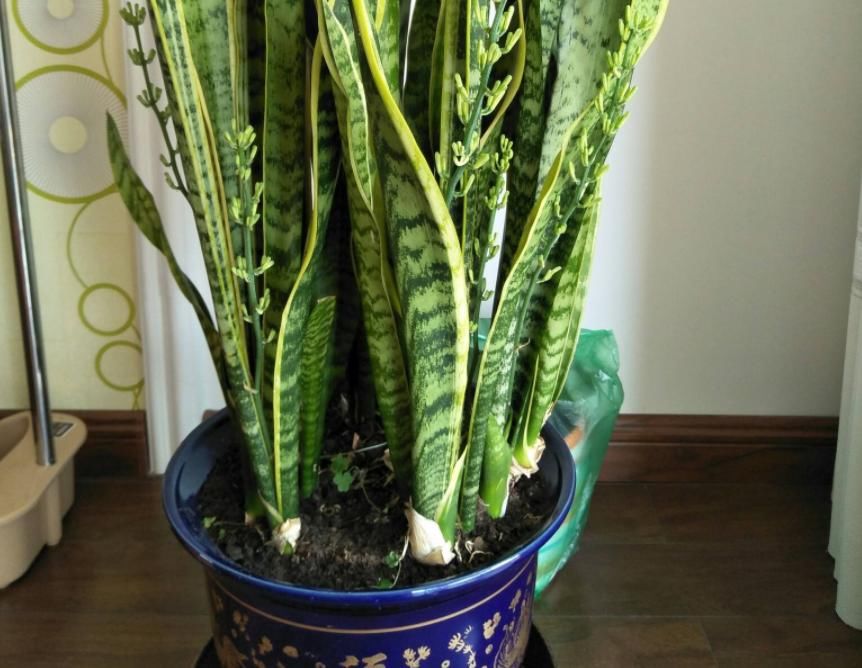 铁线蕨|室内缺少光照，盆栽养花就选这4样，一年到头不见光照样长得好