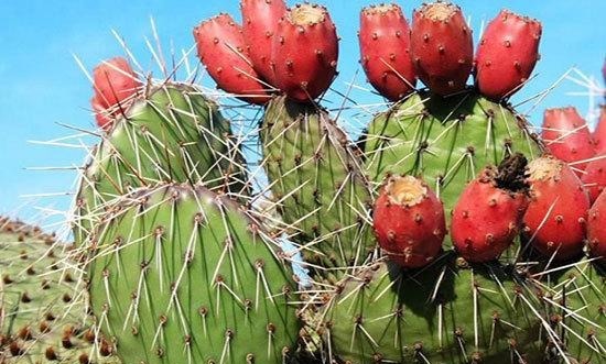 仙人掌养10年,长成老果树,挂满“火龙果”,能摘20斤
