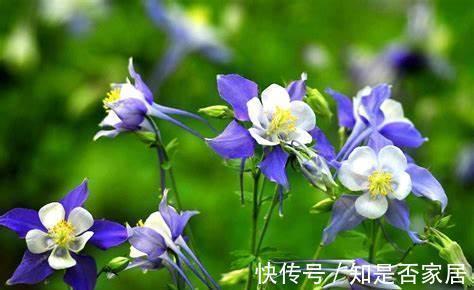 养花试试这几款,花香淡淡,并且寓意吉祥美满