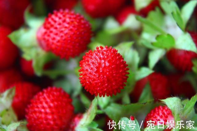 野果|农村最神秘的“野果”,老人说是蛇的食物,有多种神奇治疗药效