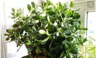 清新|客厅适合养树,好养又好看,空气更清新,新手也会养!