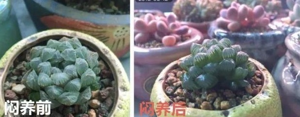 “塑料瓶”竟是养花神器，学会“4种”用法，一生受用、养花旺