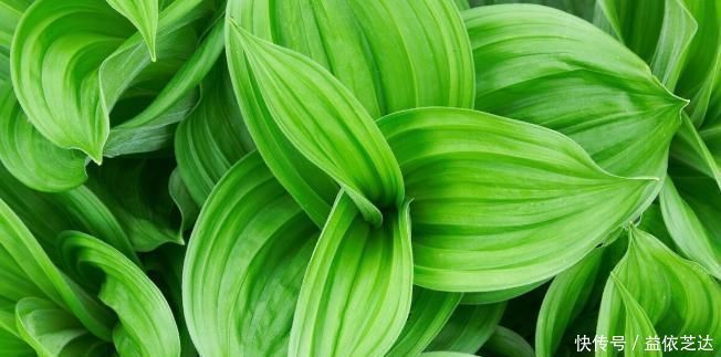 常备药|有一味剧毒的中药材,在古代是家家有,和参类中药是“仇家”