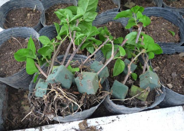 枝条|什么盆栽最好养这“7种”，好养好繁殖，丢土里长爆盆、常开花