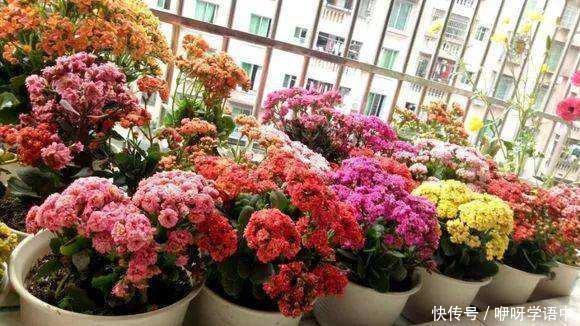 孤零零|3种“掐头花”,娇生惯养不成器,天天修理它,月月爆花球