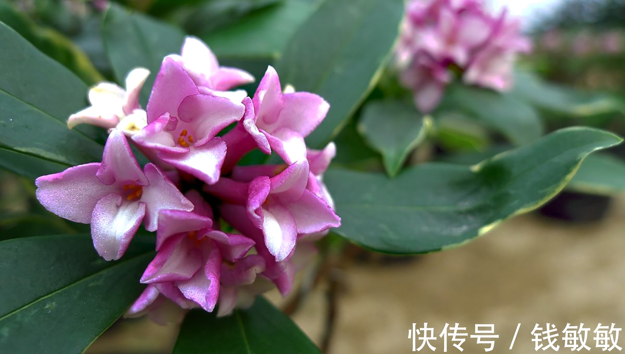 植物趣谈：花中祥瑞的瑞香