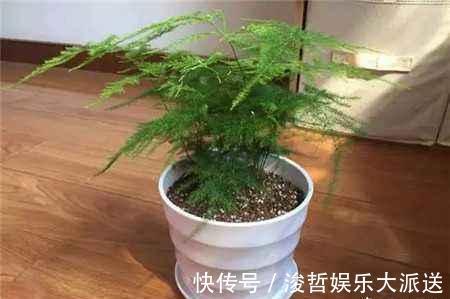 烂根|文竹爱黄叶，学了这5招，叶子绿的滴油，蹭蹭长到巨无霸！