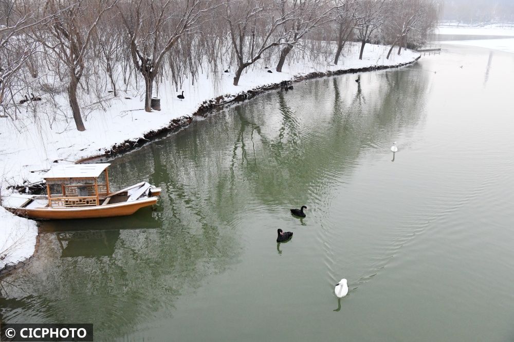 广平|河北广平：雪后天鹅湖美景如画