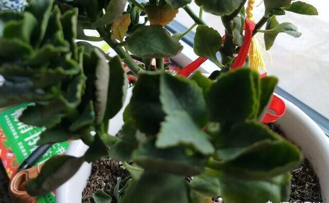 叶片|长寿花干瘪瘪改了3个小错误,新芽嗖嗖窜,爆花很简单