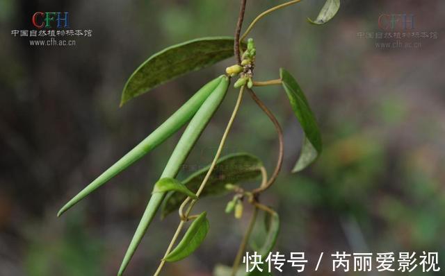 植物|消失20年！贵州再次发现中国特有植物富宁藤，重现意味着什么？