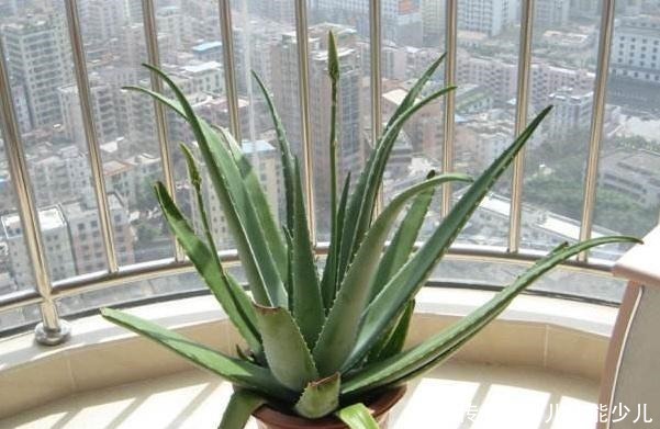 盆栽芦荟到底喜湿润还是干燥怎样进行日常打理!