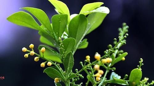 家养“米兰花”,做好三个前奏,枝繁叶茂,开花数量多