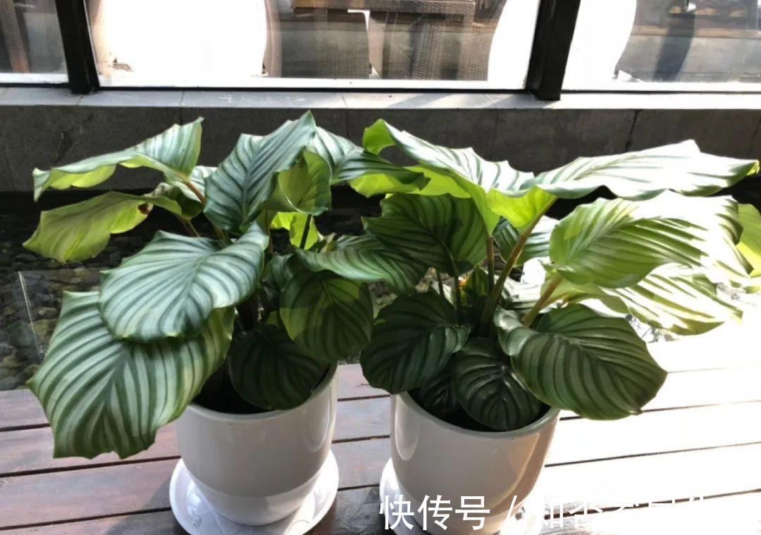 花苞|天热了,20种花最怕浇水,浇得越多,死得越快!