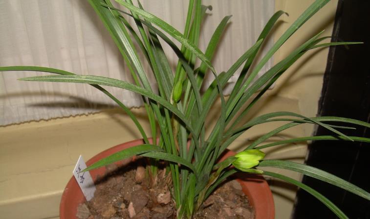 花友|养兰花,怎么让植株不烂芽、招虫生病?