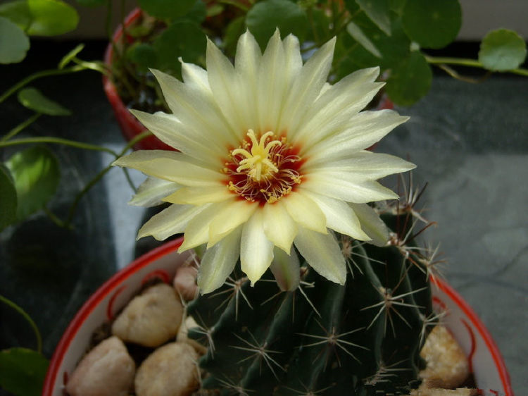 家养几种旺运花,吉祥又喜庆,比牡丹还美,年年开花美翻