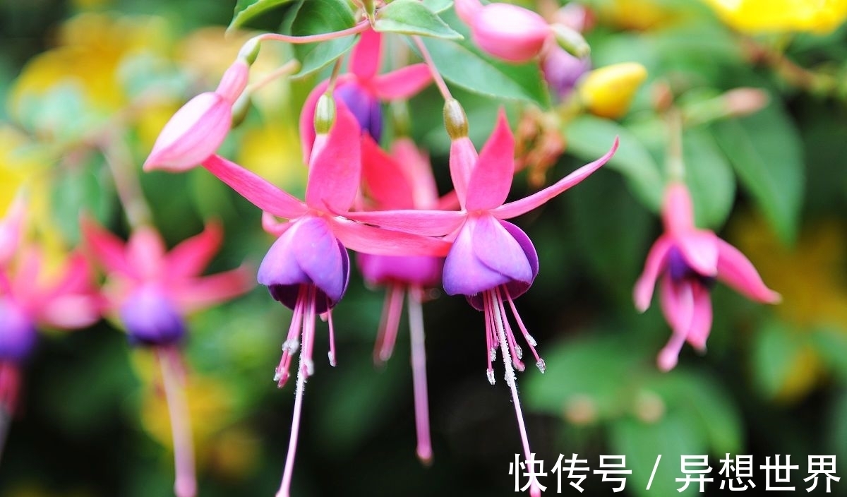 老花匠直言,4种常见花,再漂亮也不能养,谁养谁后悔