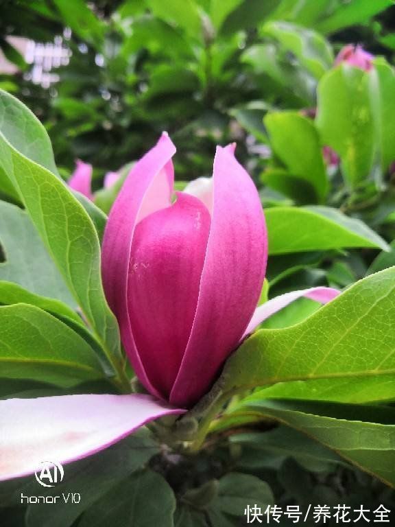 “家有罗汉松,世代不受穷”,家里有庭院,就种这4种“吉祥树”