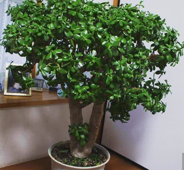 20种吉利大盆栽，客厅放一盆，吸收废气去异味，寓意好更养人