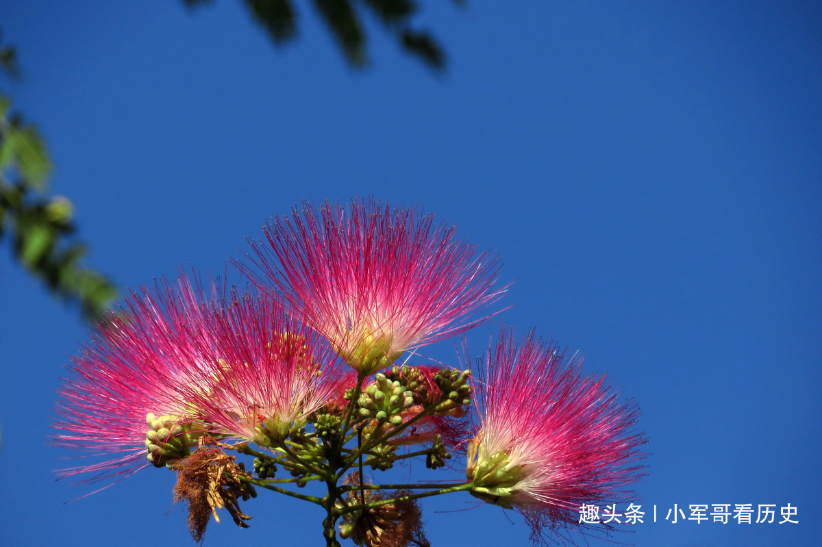 此花是澳大利亚的国花,俏皮华贵,两者相结合,简直是美轮美奂
